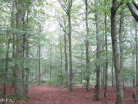Primeval Beech Forests by Peter Alleblas