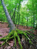 Primeval Beech Forests by Clyde