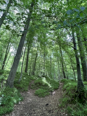 Primeval Beech Forests by Caspar Dechmann