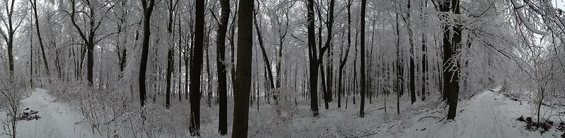 Hainich Beech Forest